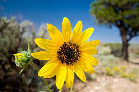 Desert Sunflower by Jim Pruitt