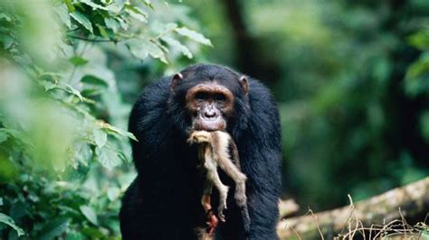 BBC - Earth - Chimpanzees over-hunt monkey prey almost to extinction