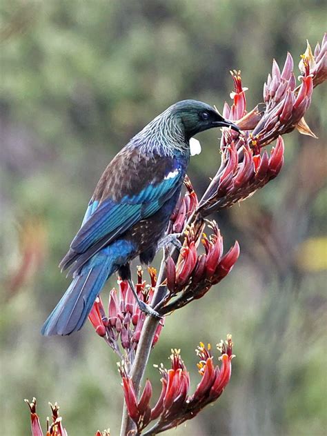 Tui. Birds of New Zealand. | Beautiful birds, Pet birds, Flax flowers