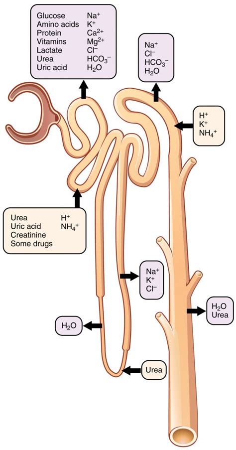 Distal Convoluted Tubule Diagram