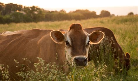 Raw Jersey Cow Milk - Grass-fed & Organically Pastured - The Family Cow