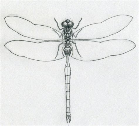 simon pointer: Dragonfly