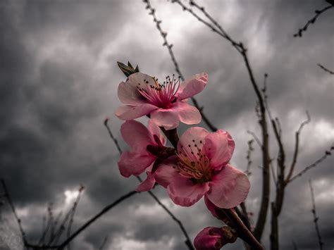 Apricot Blossom HD Wallpapers and Backgrounds