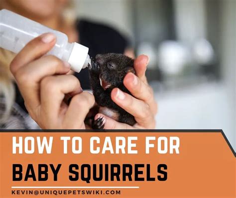 How To Care For Baby Squirrels: Everything You Need To Know