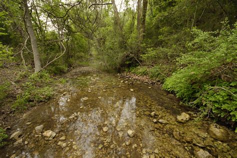 Jollyville Plateau Salamander Habitat | AustinTexas.gov