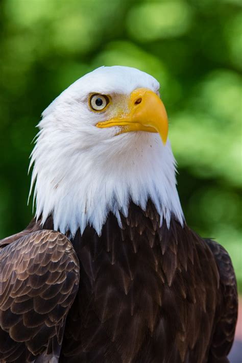 Bald Eagle Close Up Royalty-Free Stock Photo