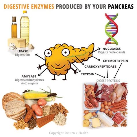 The Rise…and Fall of Digestive Enzymes | Digestive enzymes, Digestion ...