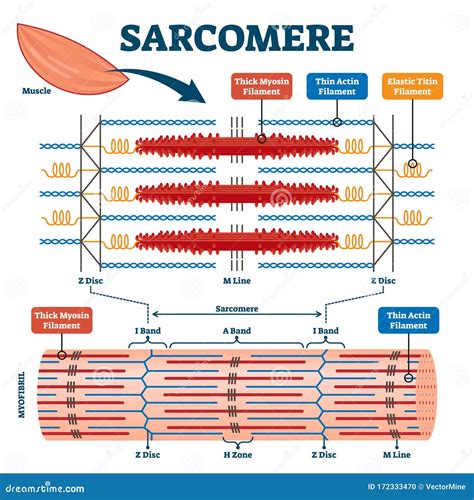 Sarcomere Muscular Biology Scheme Vector Illustration | CartoonDealer ...