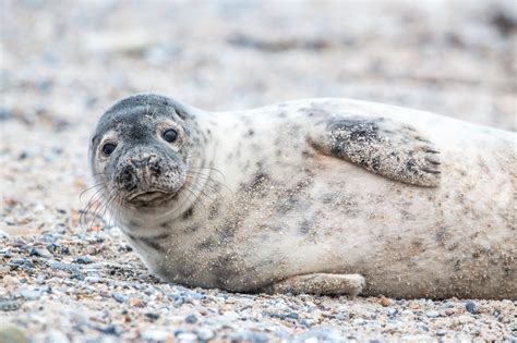 136 Famous and Cute Seal Names - Animal Hype