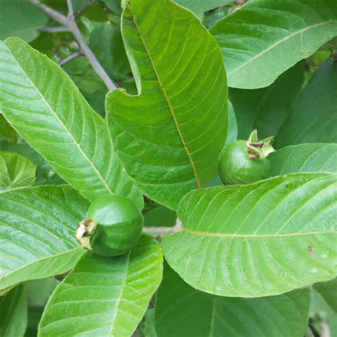 How to Treat Common Guava Fruit Diseases: Symptoms, Causes, and Management