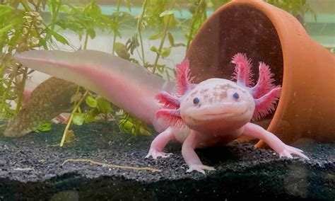 Axolotl Quiz: Test Yourself! - A-Z Animals