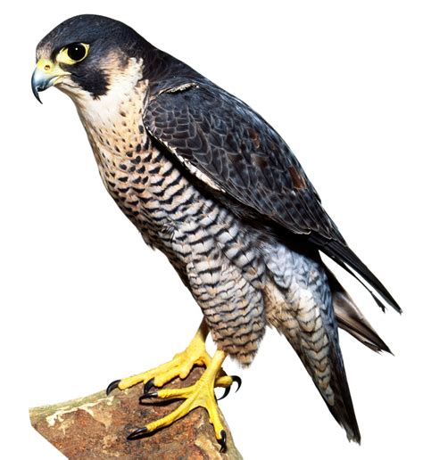 Types of Falcon | Falcon Facts | DK Find Out