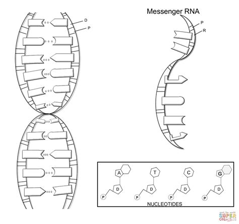 DNA Structure coloring page | Free Printable Coloring Pages