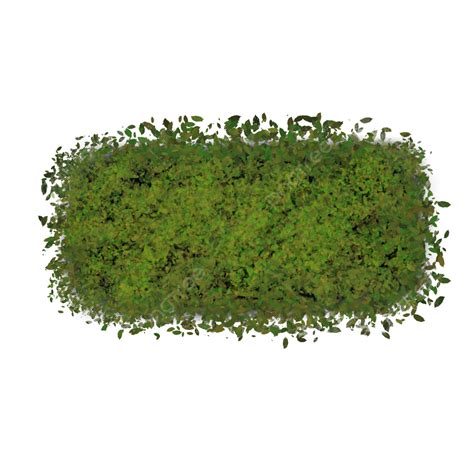 Top View Shrub Grass Rectangle, Tree, Top View, Grass PNG Transparent ...