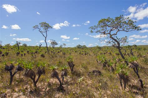 Cerrado: One of the Most Species-Rich Savannahs | Aventura do Brasil