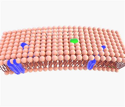 Phospholipid cell membrane animation 3D model - TurboSquid 1399912