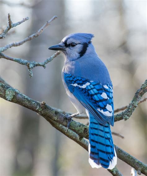 Blue Jay Feather: Spiritual Meaning - Awakening State