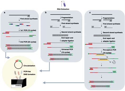 The general workflow of multiple sequencing approaches adopted in this ...