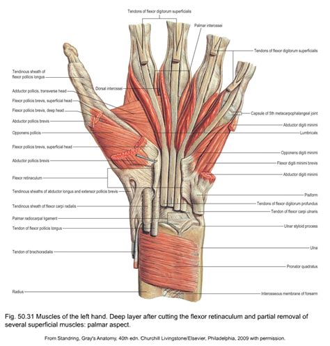 Dorsum Of Hand Anatomy - Anatomical Charts & Posters