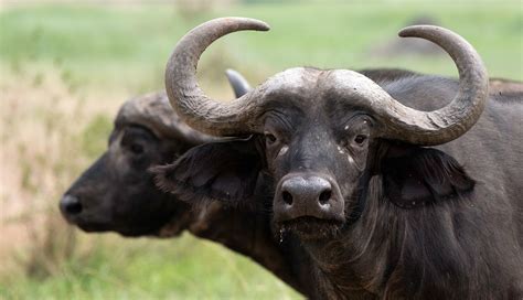 African Animal Facts: Interesting Facts about African Buffalos