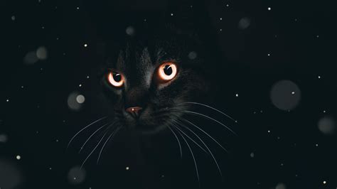 Dark Cat Wallpapers - Top Free Dark Cat Backgrounds - WallpaperAccess