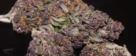 Purple Haze - Bonza Blog