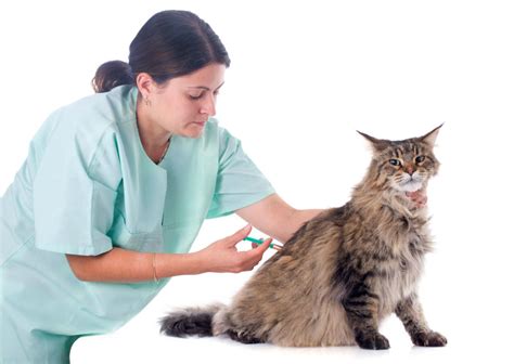 What are the symptoms of feline diabetes? | Healthy Cats | Animal Planet