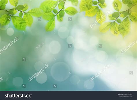 Spring Background Green Tree Leaves On Stock Photo 1009750807 ...