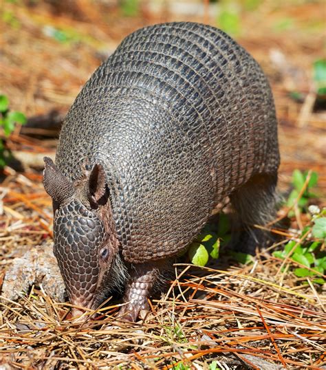 Everglades National Park, Florida | Wildlife biologist, Everglades ...