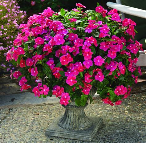 Vinca Seeds | Flower Plant Seeds Online