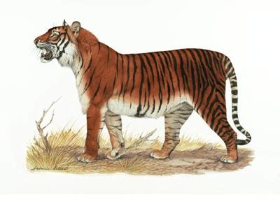 Bali Tiger Facts, Habitat, Last Sightings, Pictures and Diet