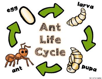 All About Ants! {Life Cycle, Ant Bodies} by A is for Apples | TpT