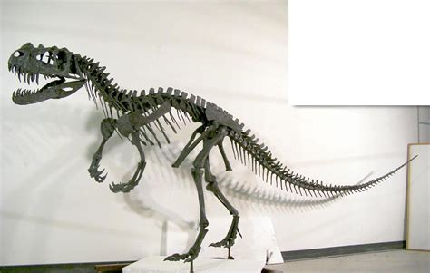 Ceratosaurus Fact Sheet, Diet, Behavior and Discovery