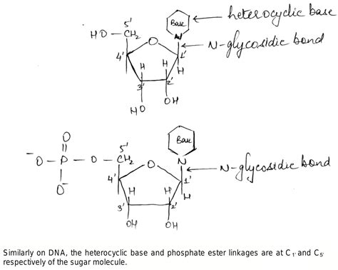 Phosphate Ester Bond Dna