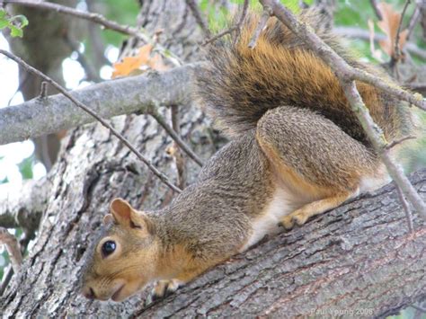 backyard critter watch: Tree Squirrels