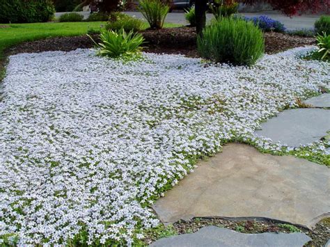 Blue star creeper ground cover - perennial, grows in all kinds of ...