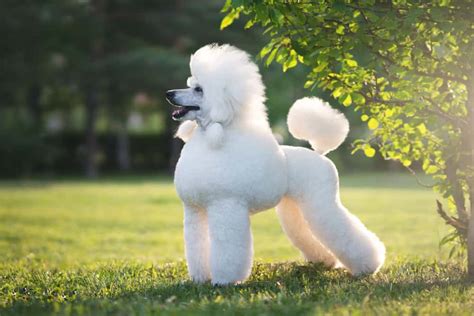 Why Are Poodles The Smartest Dogs: Unraveling Their Canine Genius