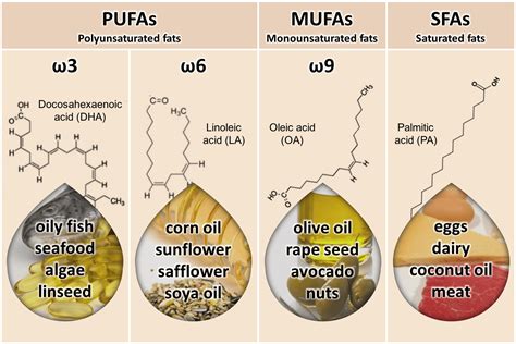 Saturated And Unsaturated Fatty Acids List at Marilyn Pesina blog