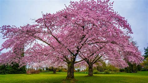 You Can Buy a Cherry Blossom Tree for Just $39 at The Home Depot