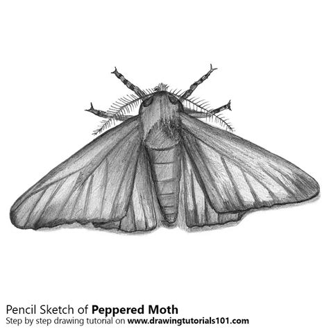 Moth Drawing Simple