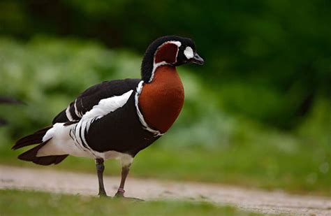 The Red-Breasted Goose - One Of The Most Pretty Geese In The World