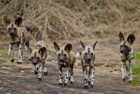 Ruaha National Park - The Safari Partners