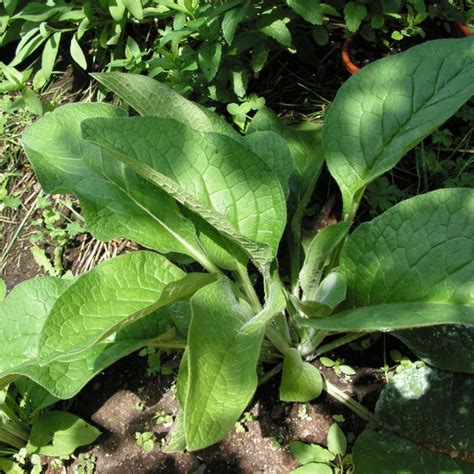 Comfrey Uses: Deep Mining Tap Root, Mineral Rich Leaves, and Slug Trap ...