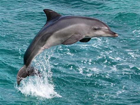 Yes, Minister! Dolphins got blind because of pollution: Ministry ...