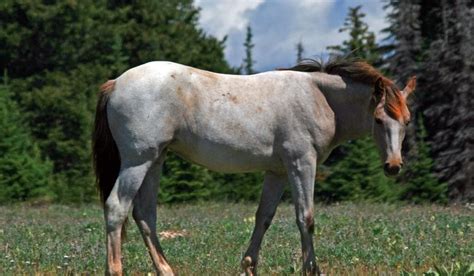 Roan Horses - Colors, Genetics & Breeds - Helpful Horse Hints