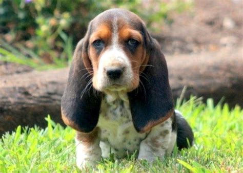 Beagle basset hound puppies near me