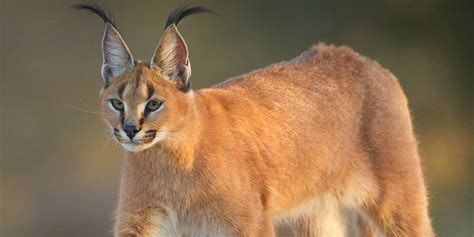 Caracal: A Complete Guide To The Caracals Of Africa ️