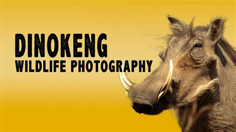 WILDLIFE PHOTOGRAPHY IN AFRICA - SAFARI PHOTO TIPS AT DINOKENG - YouTube