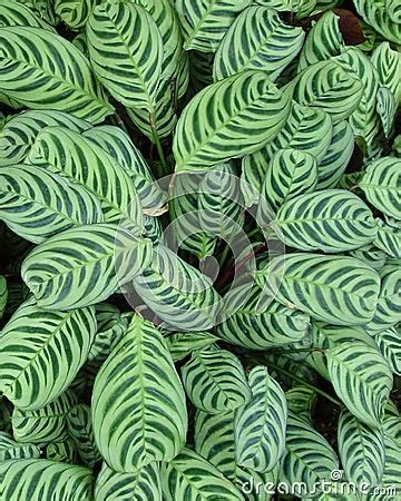 Variegated Leaves Royalty Free Stock Photography - Image: 12597967