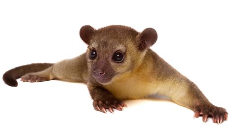 Caring for the Kinkajou | Cy-Fair Animal Hospital